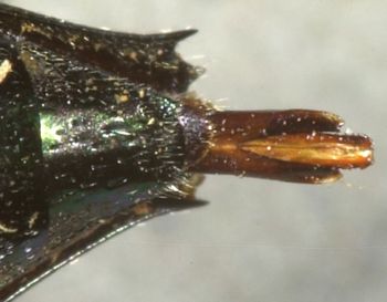 Media type: image;   Entomology 22509 Aspect: anal sclerite